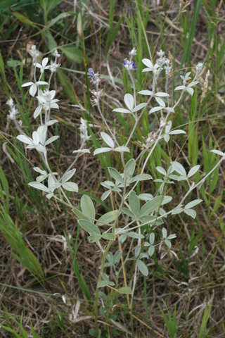 Psoralea argophylla.JPG